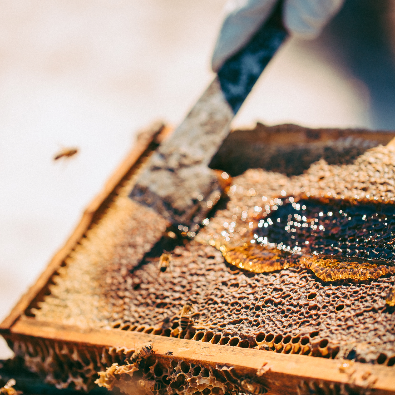 Forest Fresh Honey