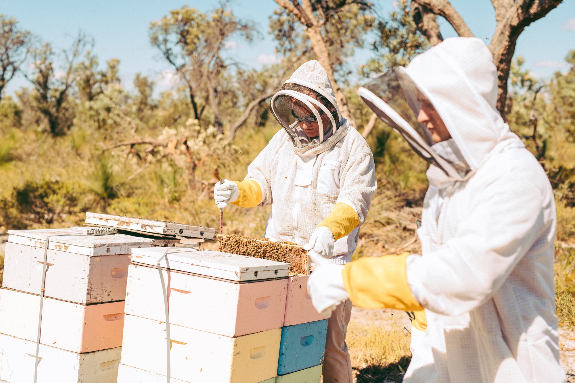 Forest Fresh Honey