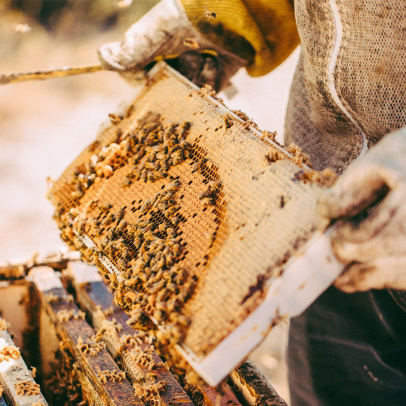 Person inspecting honeycomb with bees in a beehive