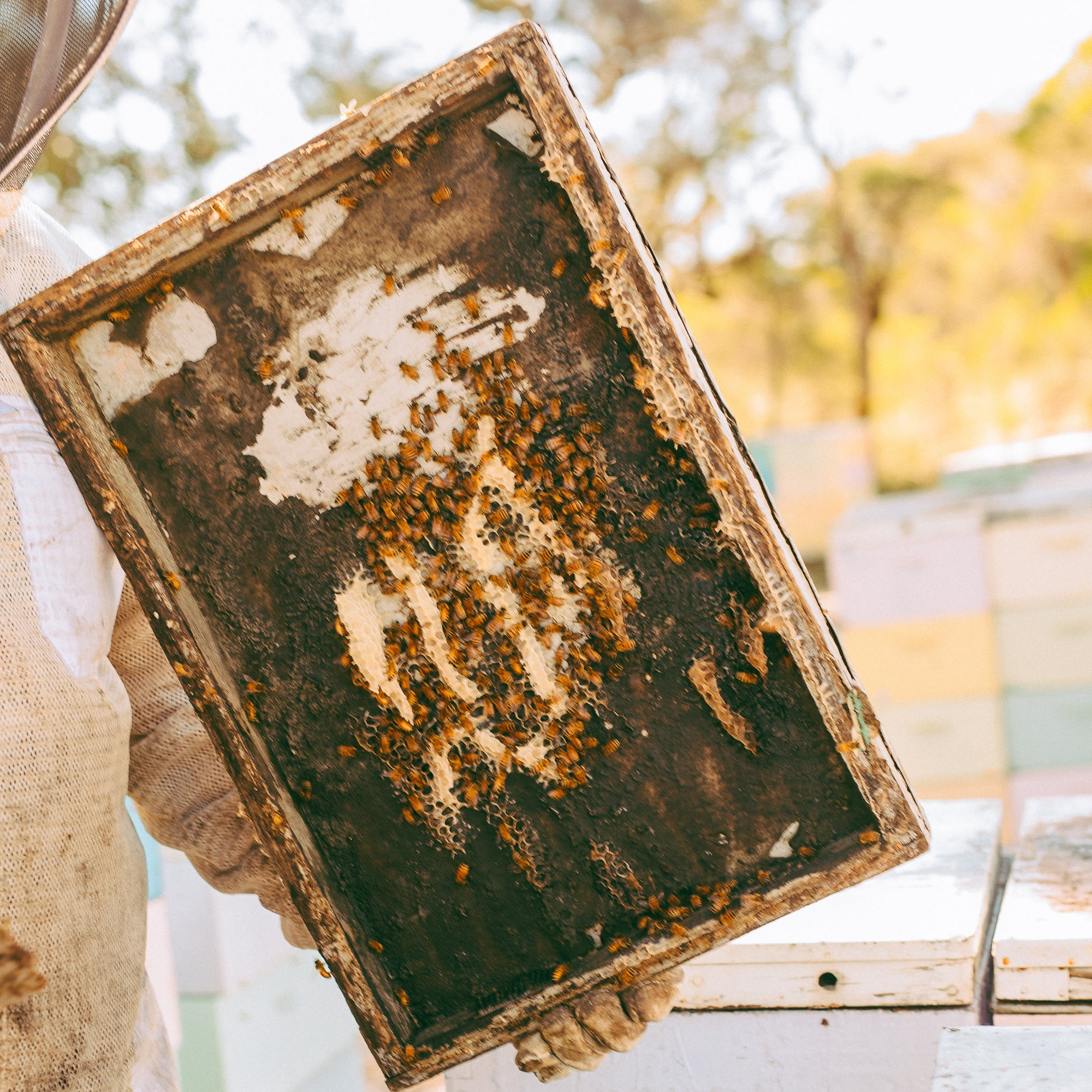 Forest Fresh Honey