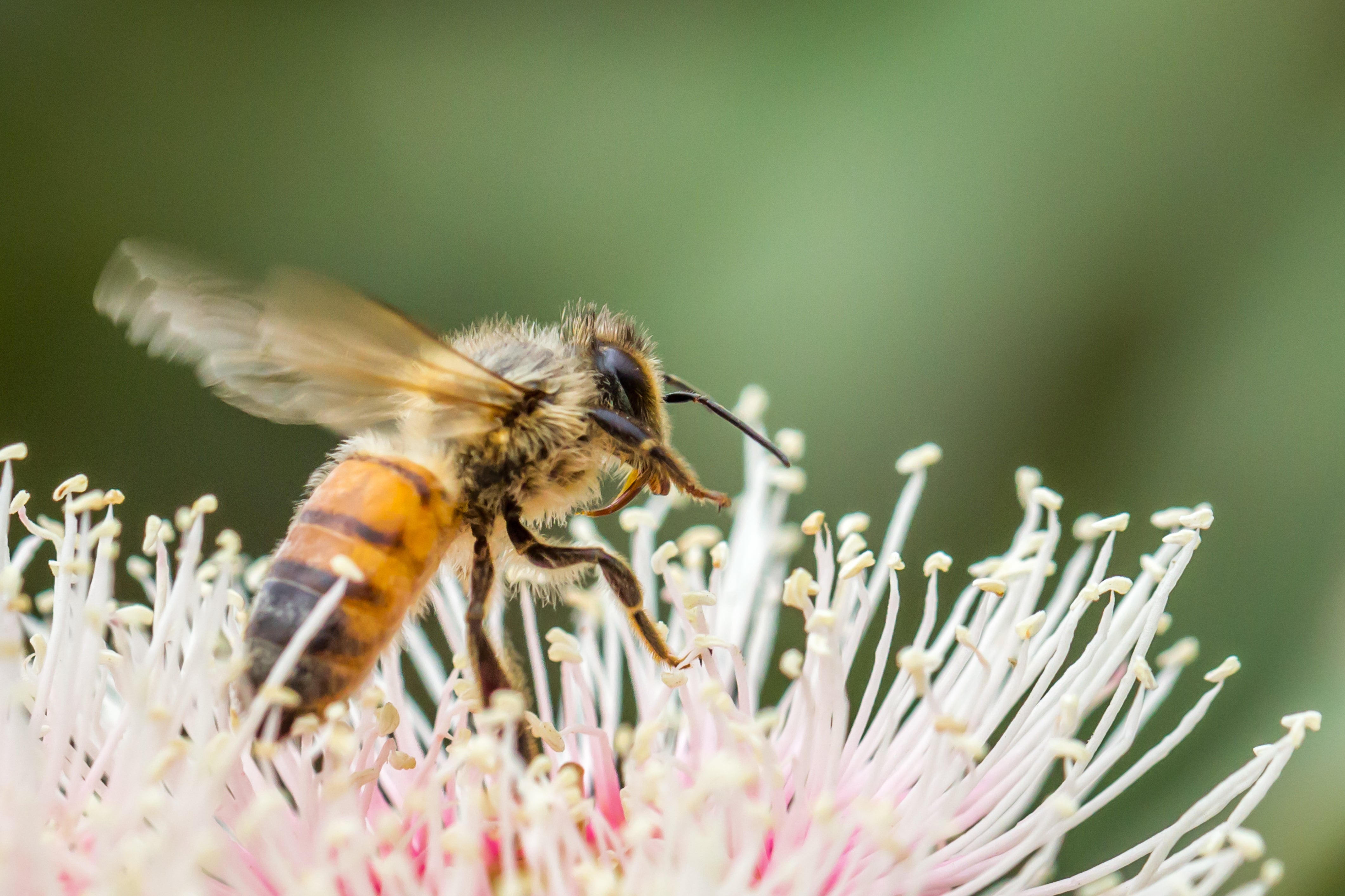 forest fresh honey