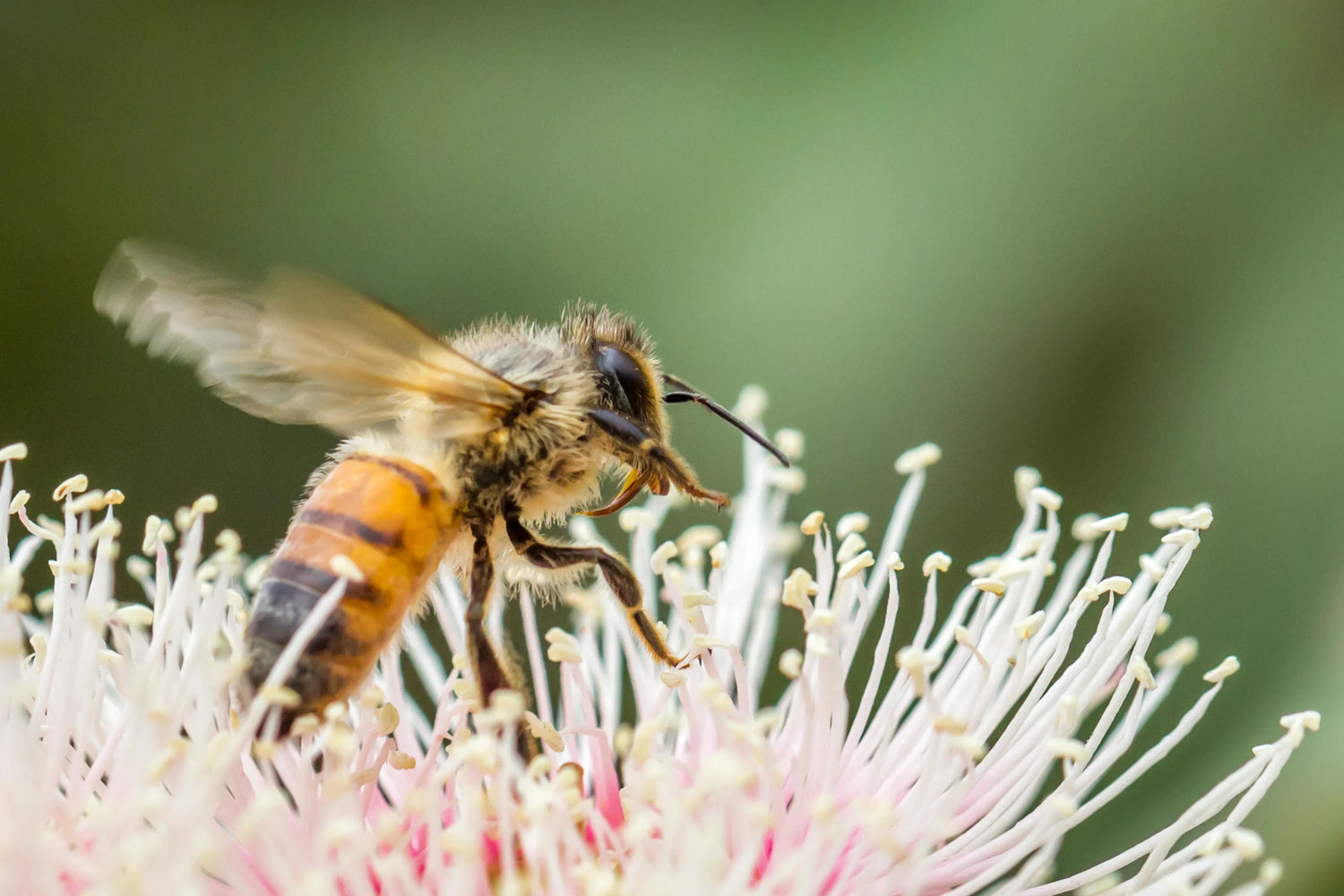 Honey Terms Explained » Your Honey Glossary - Forest Fresh Honey