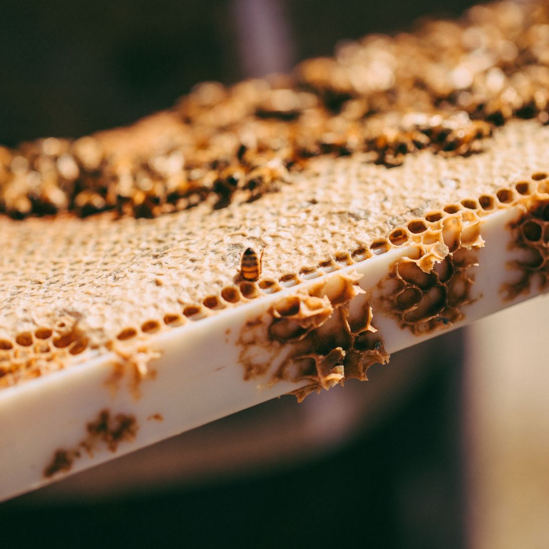 Raw Honeycomb: What It Is, How to Eat It, and Why It's Good for You