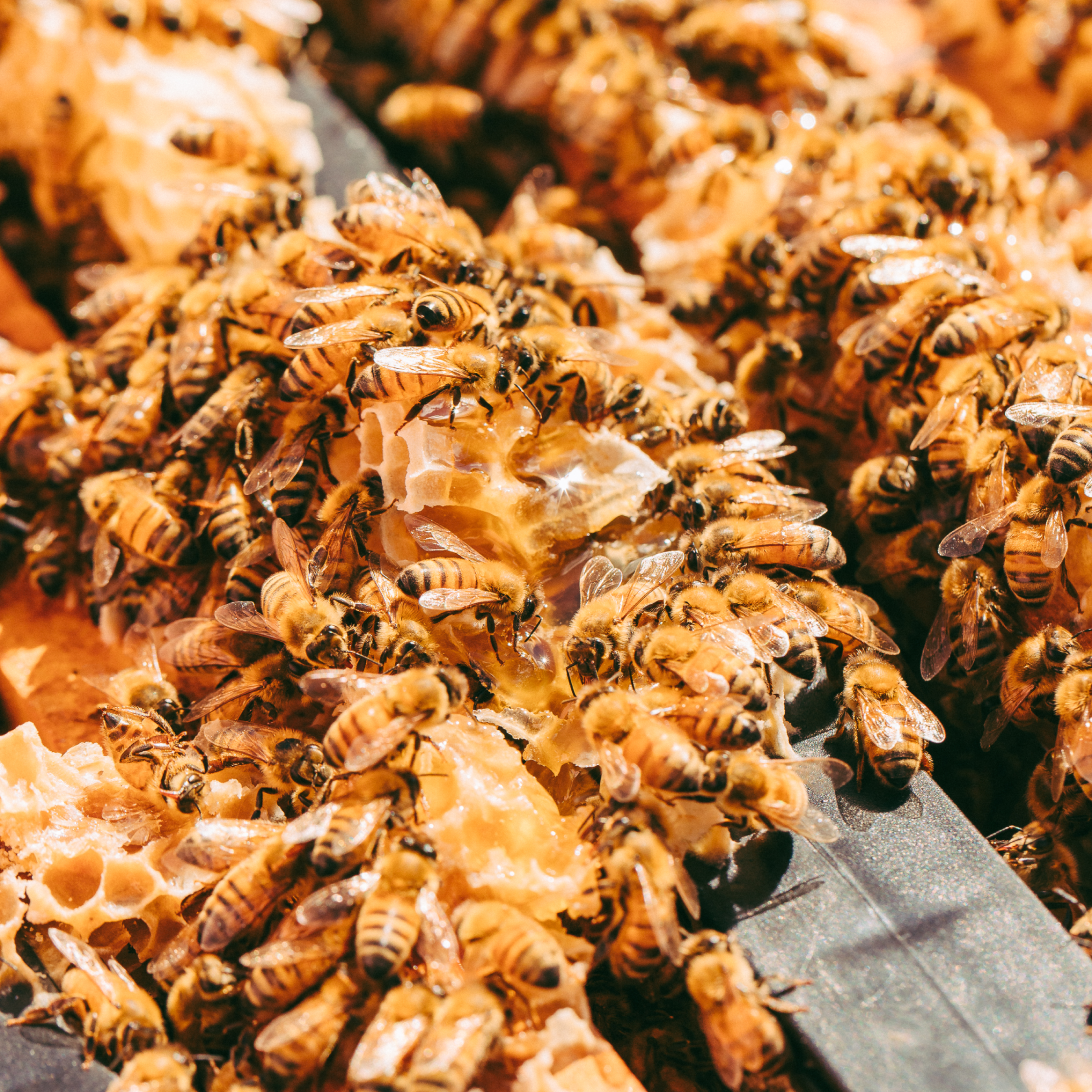 Honey for Gut Health: How Raw Honey May Support Your Microbiome
