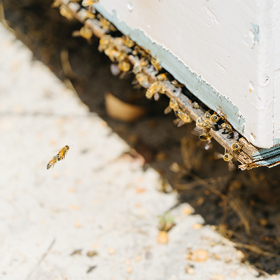 How to Think About Honey for Daily Family Support