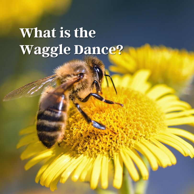 Bee on flower what is the waggle dance
