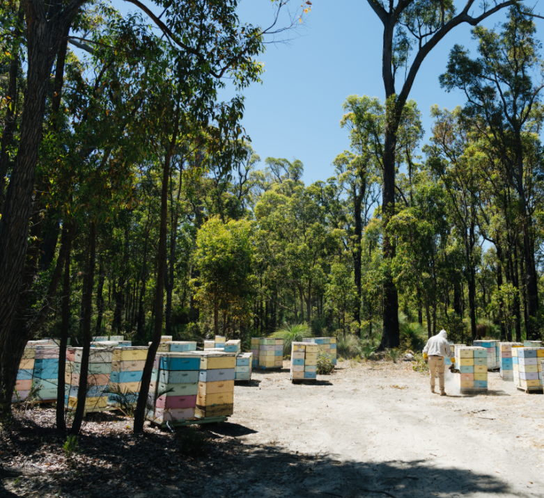 Jarrah Platinum TA50+ Raw Honey