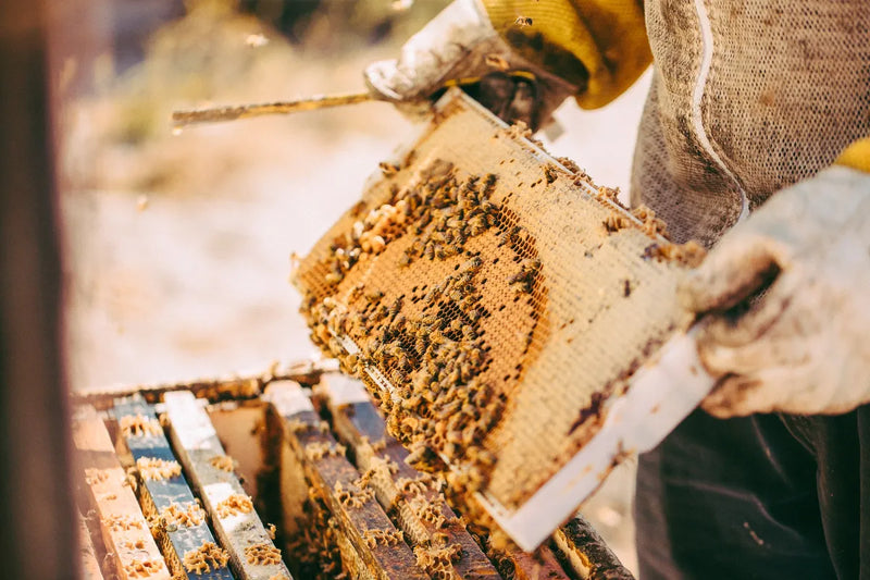 Person inspecting honeycomb with bees in a beehive