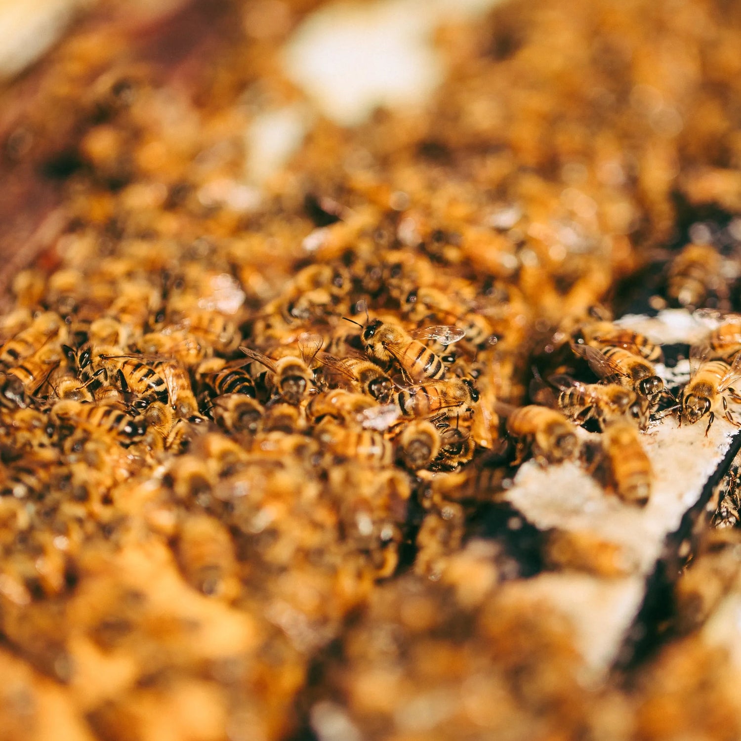 Forest Fresh Honey