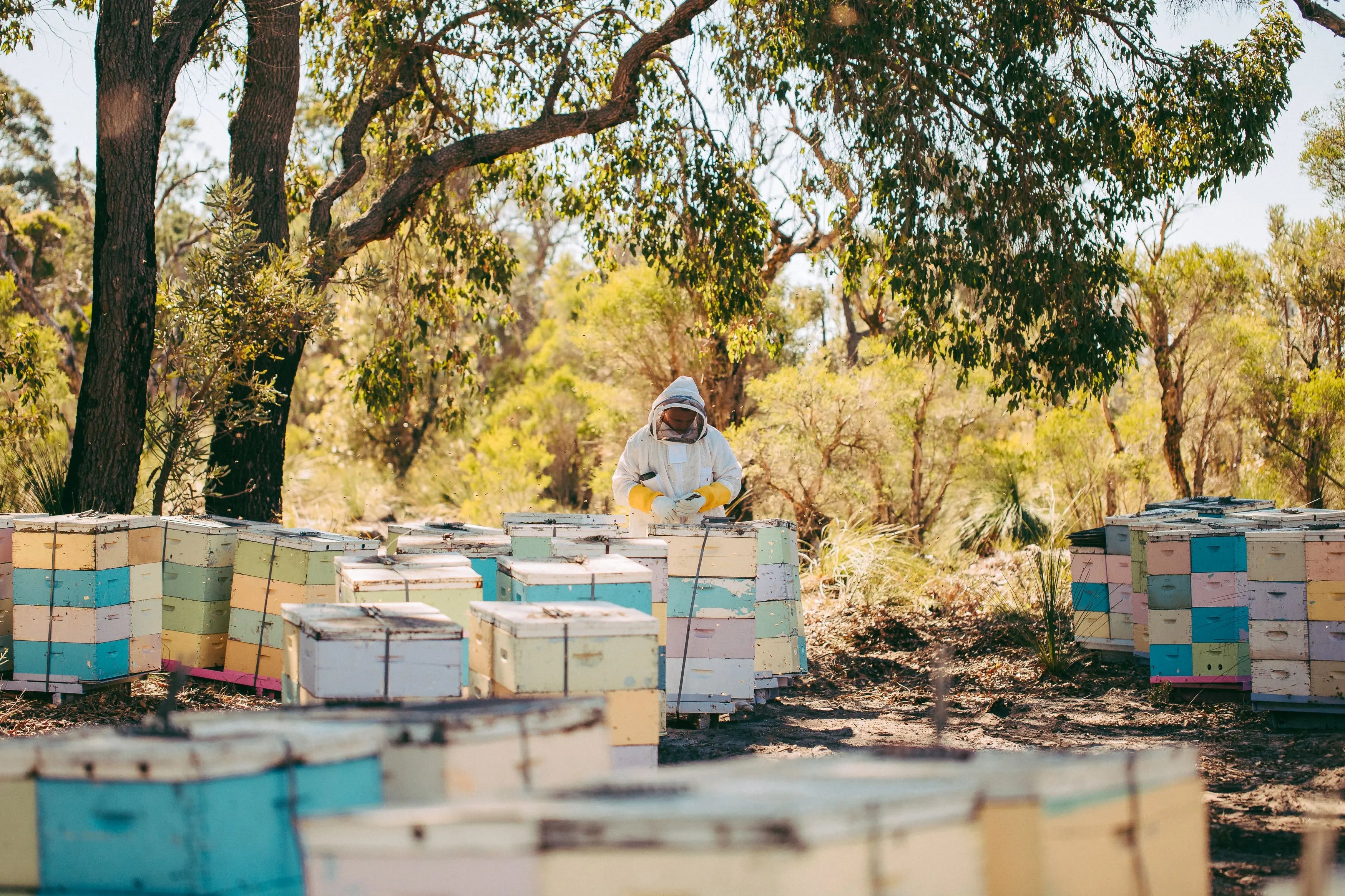 Forest Fresh Honey