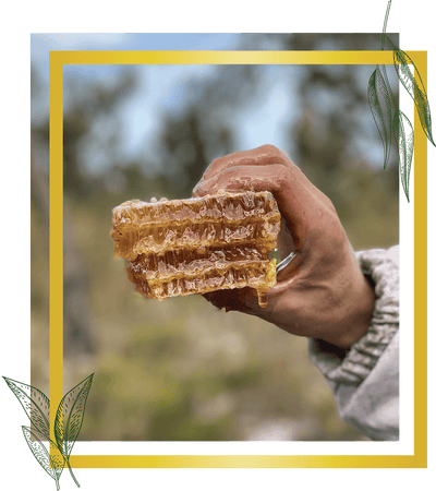 fresh western australian honeycomb