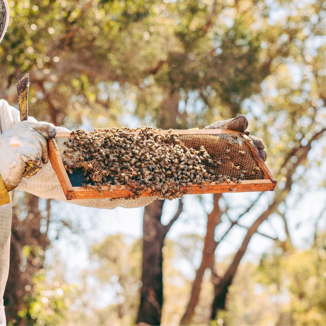 forest fresh honey beekeeper