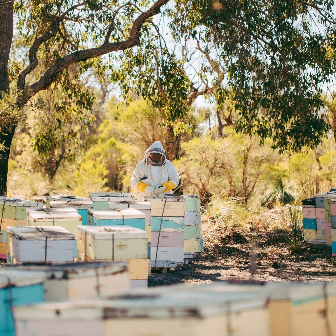 wholesale honey in Western Australia