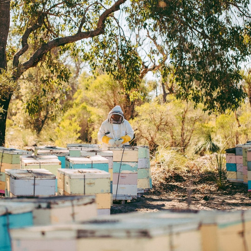 honey bulk purchases