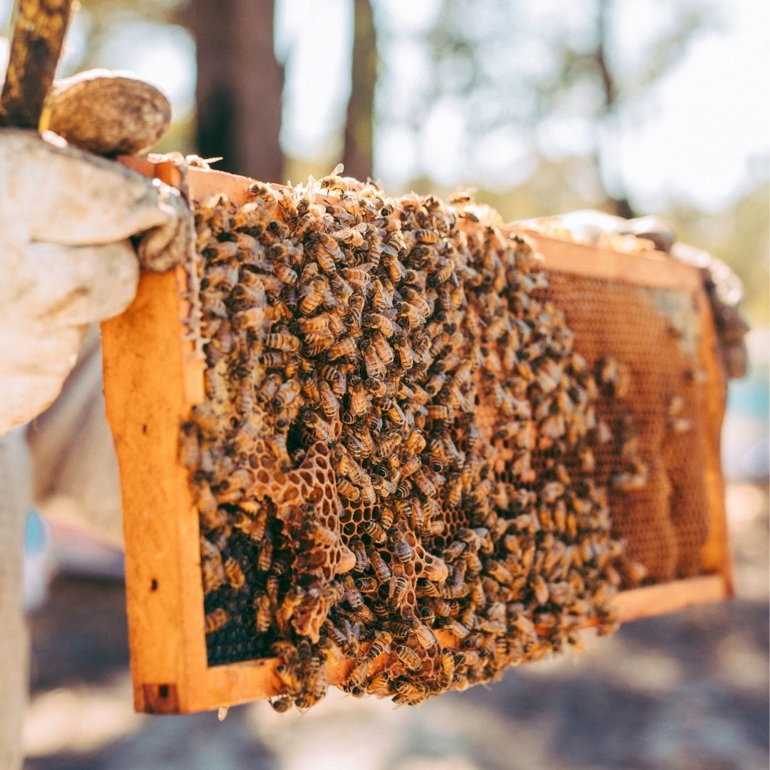 forest fresh honey beekeeper