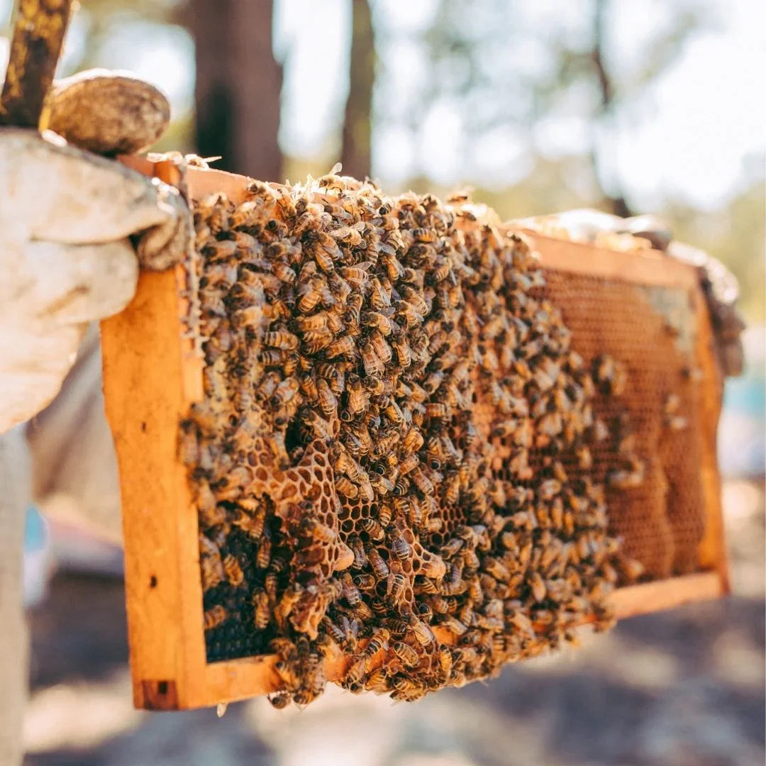 Raw Active Jarrah Honey TA40+ - Forest Fresh Honey